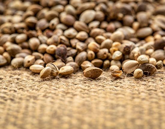 Practice_Cannabis Hemp seeds